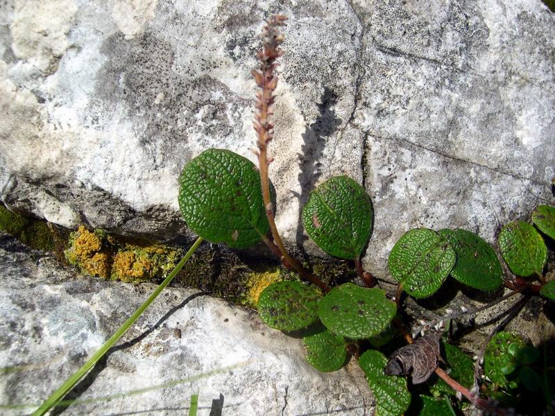 Salix reticulata / Salice reticolato